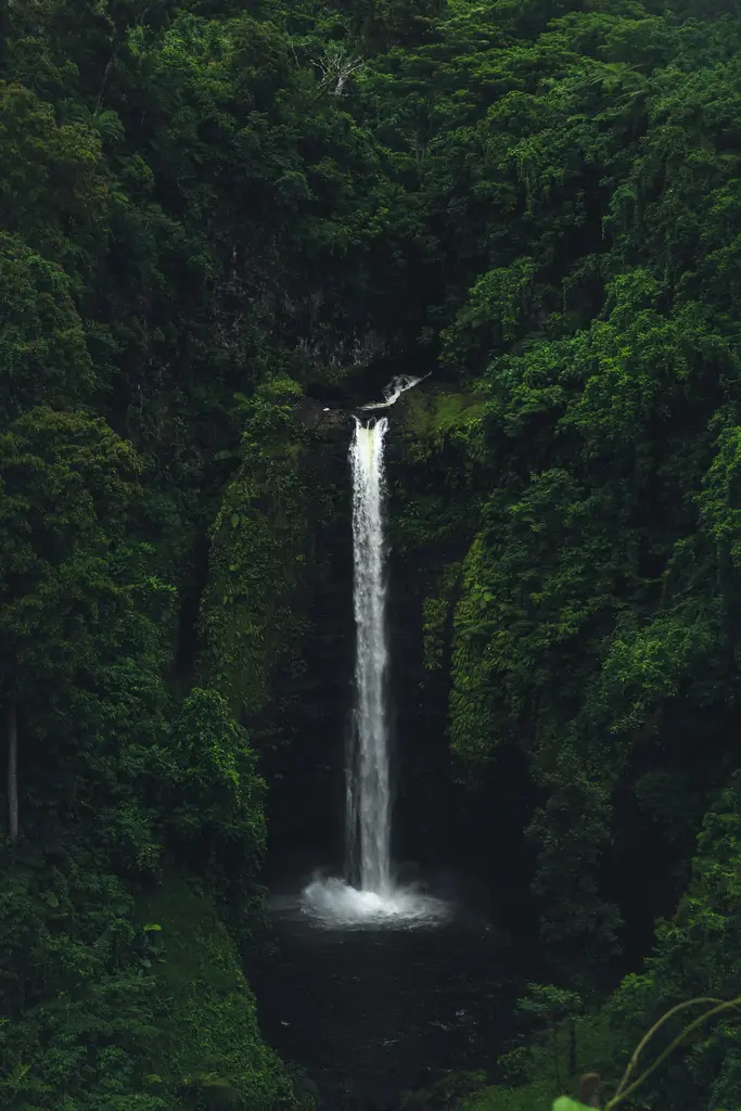 Samoa'da yağmur ormanının içine dökülen ince uzun şelale; koyu yeşil sarmaşıklarla kaplı kanyon duvarları ve dipte köpüren karanlık havuz.