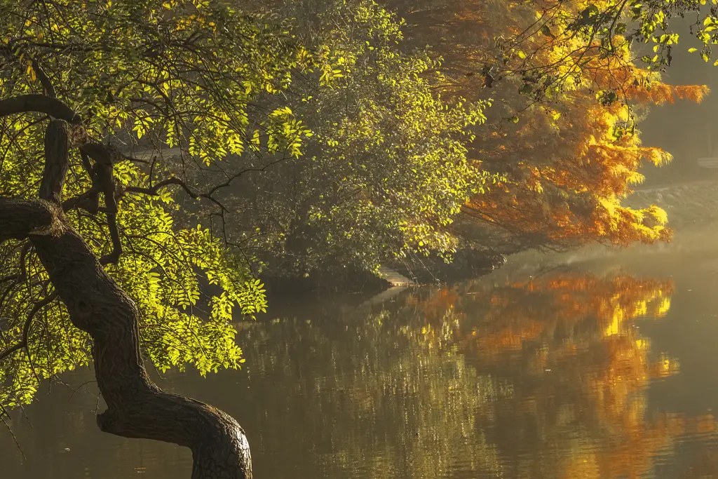Atatürk Arboretumu'nda sabah; göletin üstüne eğilen sarı yapraklı ağaç dalları, sisli su ve arkada yeşil ağaçlar.