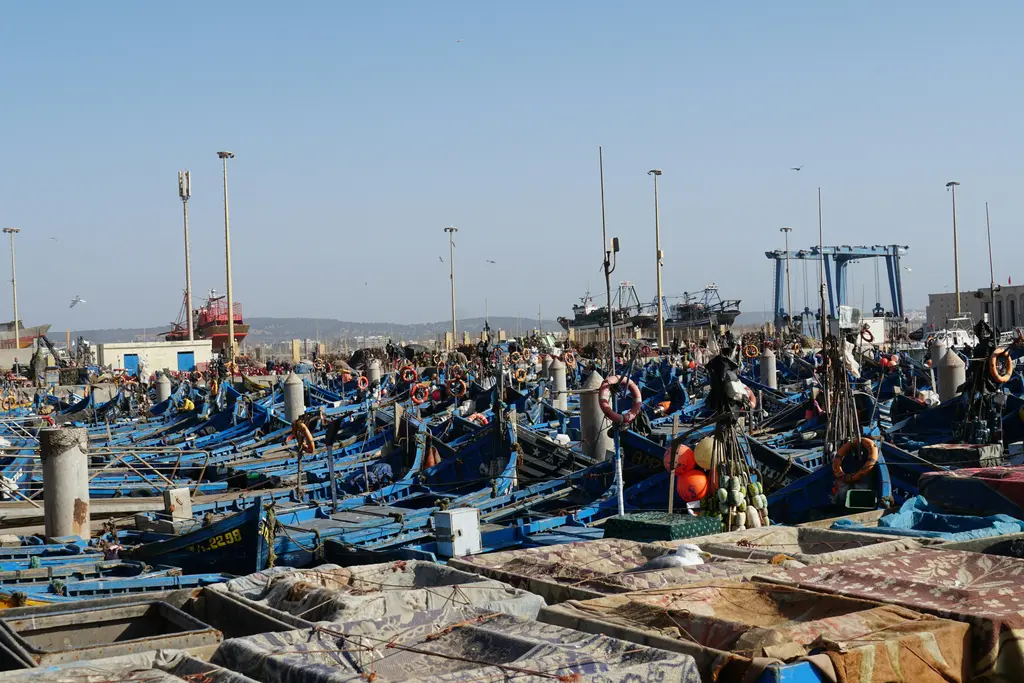Esauira'da liman; surların dibindeki mavi balıkçı tekneleri, martılar ve surlu eski şehir.