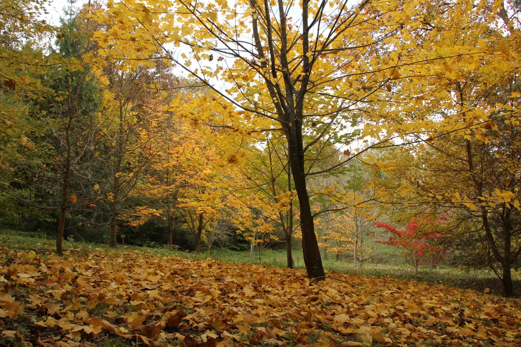 Atatürk Arboretumu'nda yaprak dökümü; sarıya dönmüş ağaçlar, yaprakla kaplı zemin ve ince gövdeler.