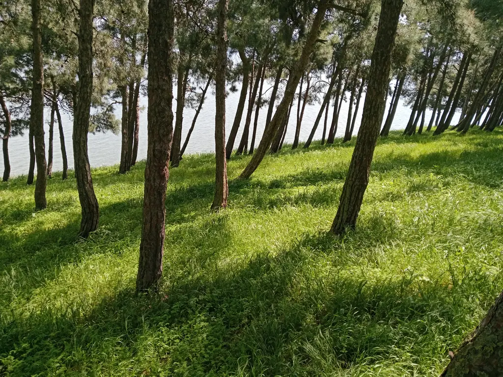 Büyükçekmece Gölü Doğal Yaşam Parkı'nda çamlık; yeşil çimen üzerinde ince gövdeli çam ağaçları ve gölgeler.