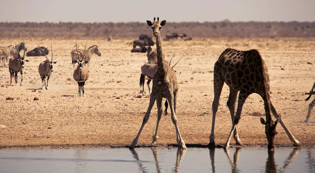 Namibya'da Etosha'da bir su birikintisi başında zürafalar, oriksler ve zebralar; kurak savanda su içmeye gelmiş yaban hayatı.