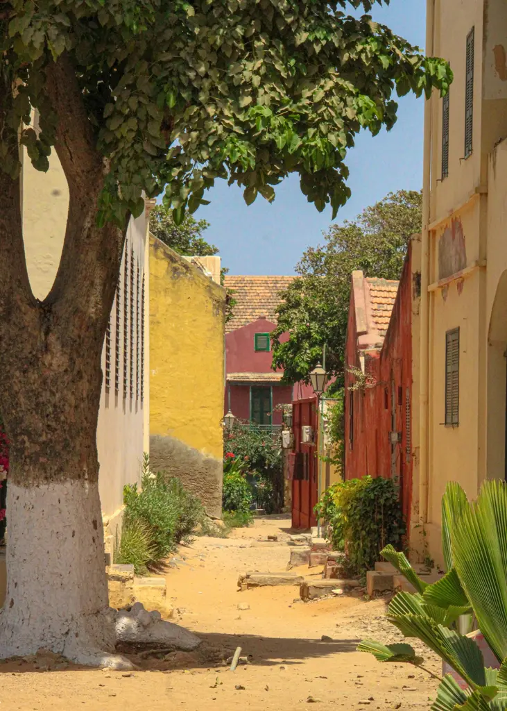 Senegal'de Gorée Adası'nın dar toprak sokağı; iki yanda soluk sarı, kırmızı ve kavuniçi sömürge dönemi evleri, gölge veren büyük bir ağaç ve arkada kiremit çatılar.