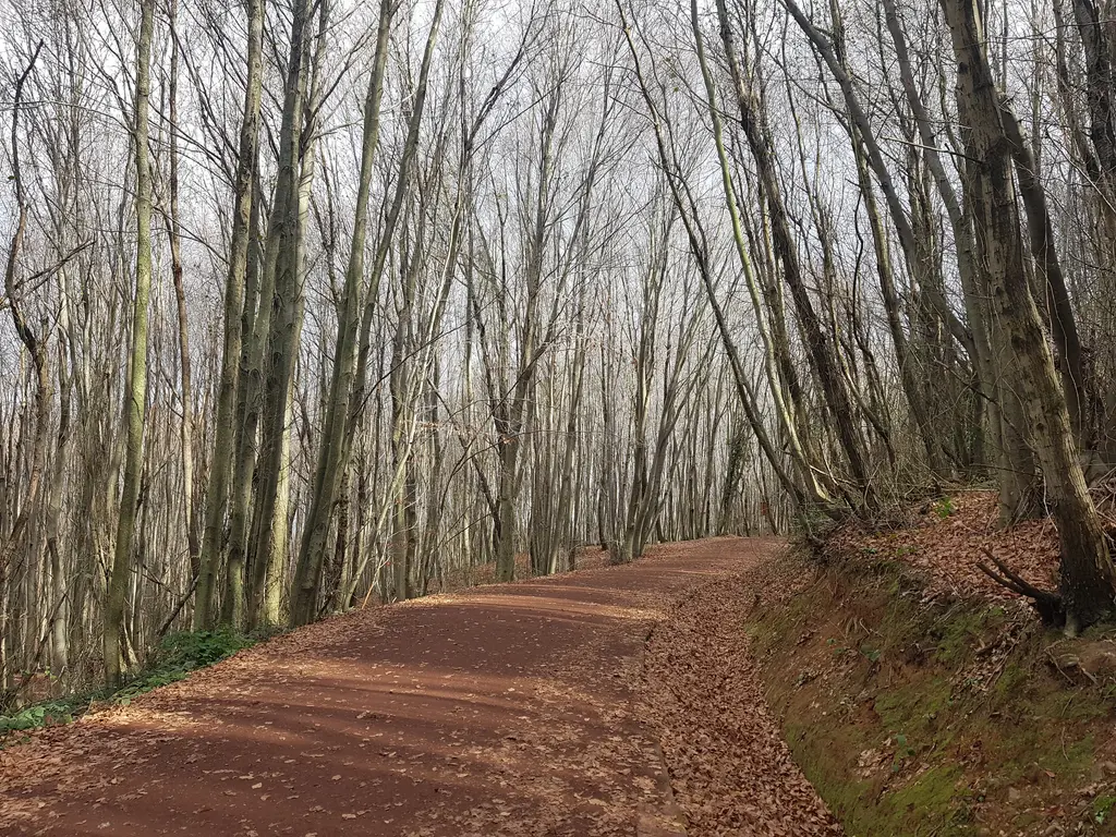 Polonezköy Tabiat Parkı'nda yapraksız ağaçların arasından kıvrılan geniş toprak yol; yol kenarında kuru yapraklar ve yosunlu şev.