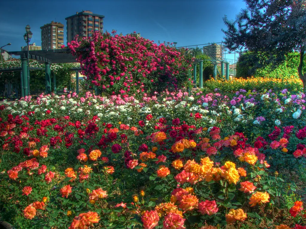 Göztepe Parkı'nın gül bahçesi; turuncu, kırmızı ve pembe güllerle dolu tarhlar, arkada pergole ve apartmanlar.
