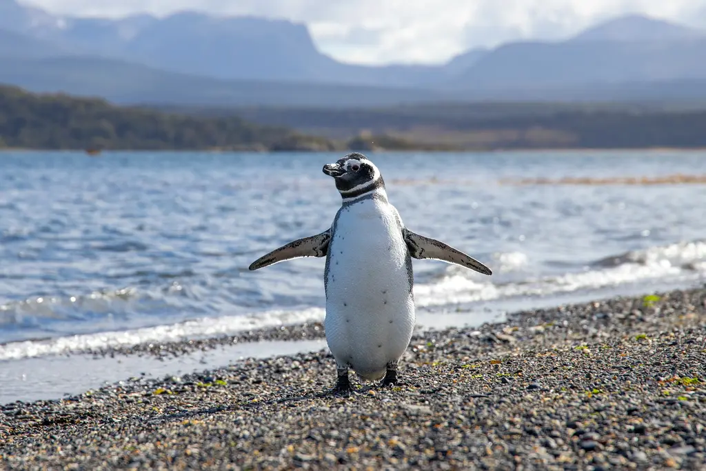 Patagonya'da çakıllı bir sahilde kanatlarını açmış bir Magellan pengueni; arkada deniz ve puslu dağlar, parlak gün ışığı.