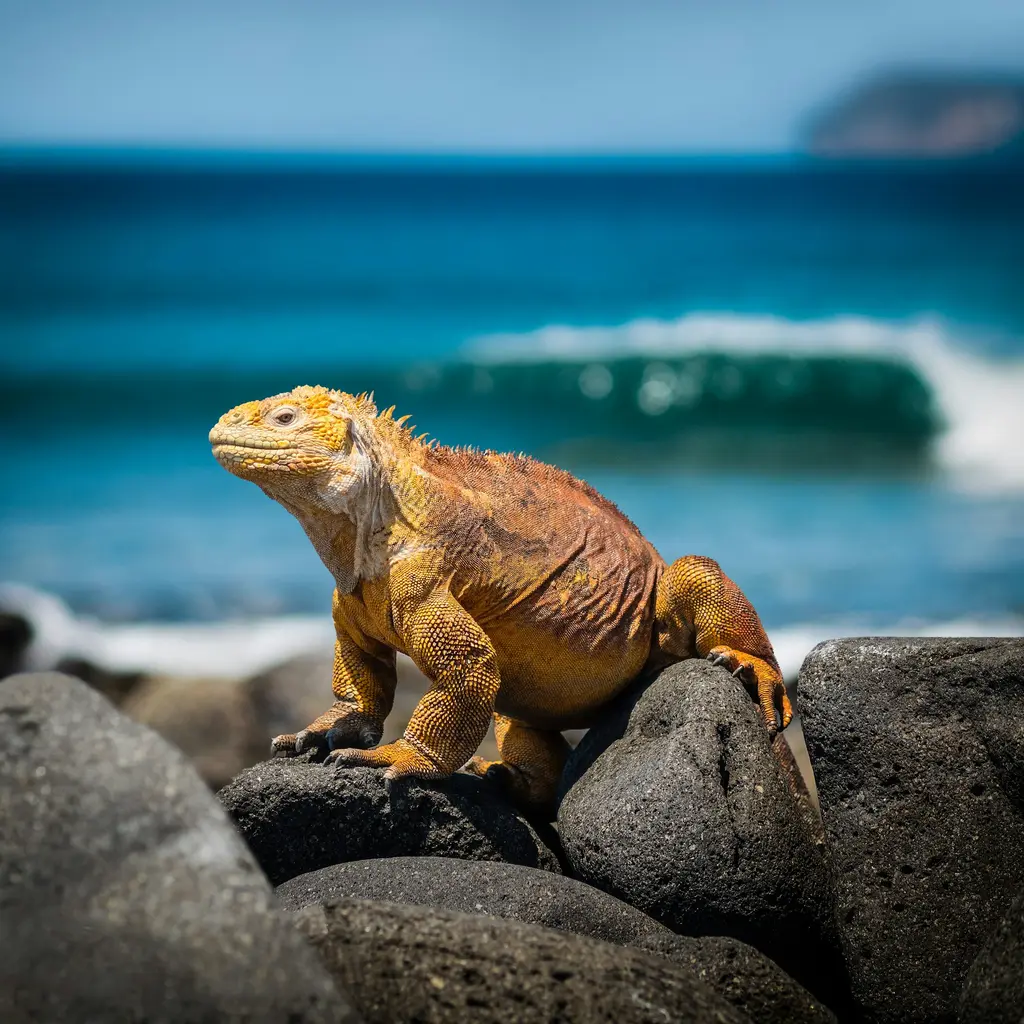 Galapagos'ta volkanik kayalar üzerinde poz veren sarı-turuncu bir kara iguanası; arka planda kırılan dalga ve derin mavi deniz.