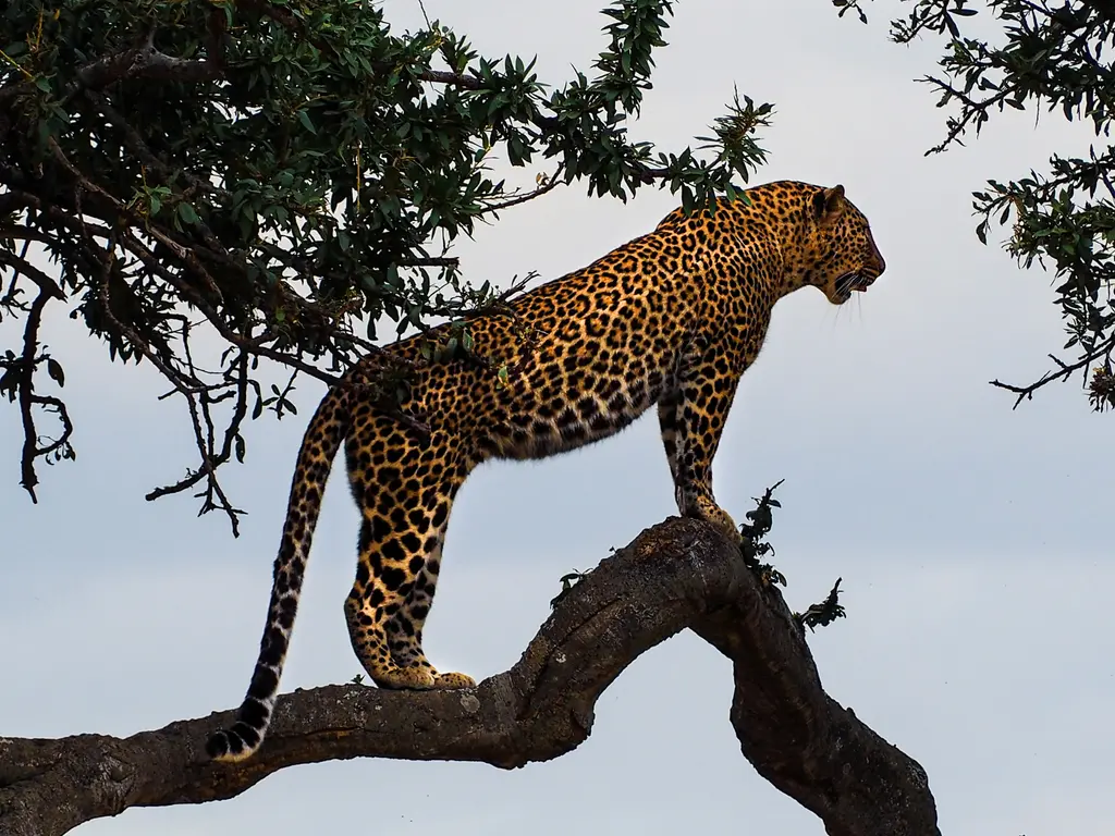 Bir ağacın dalında uzanmış leopar; benekli tüyleri ve aşağı sarkan kuyruğuyla.