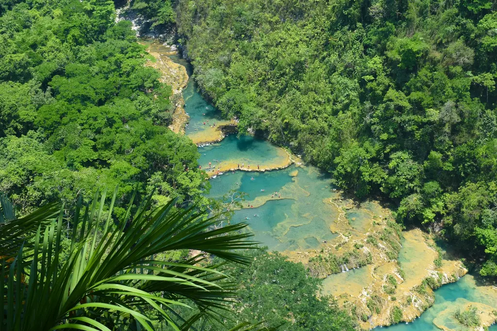 Guatemala'da Semuc Champey'in yağmur ormanı içindeki basamaklı turkuaz kireçtaşı havuzları; yüksekten bakış açısıyla suda serinleyen ziyaretçiler ve önde palmiye yaprağı.