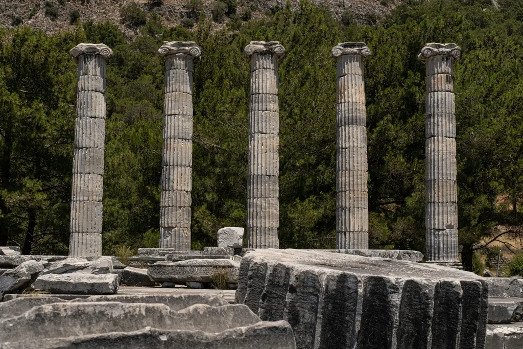 Aydın Söke'de Priene'deki Athena Tapınağı; yeniden dikilmiş beş İon sütunu, altlarındaki taş platform ve arkalarındaki çam ormanı.