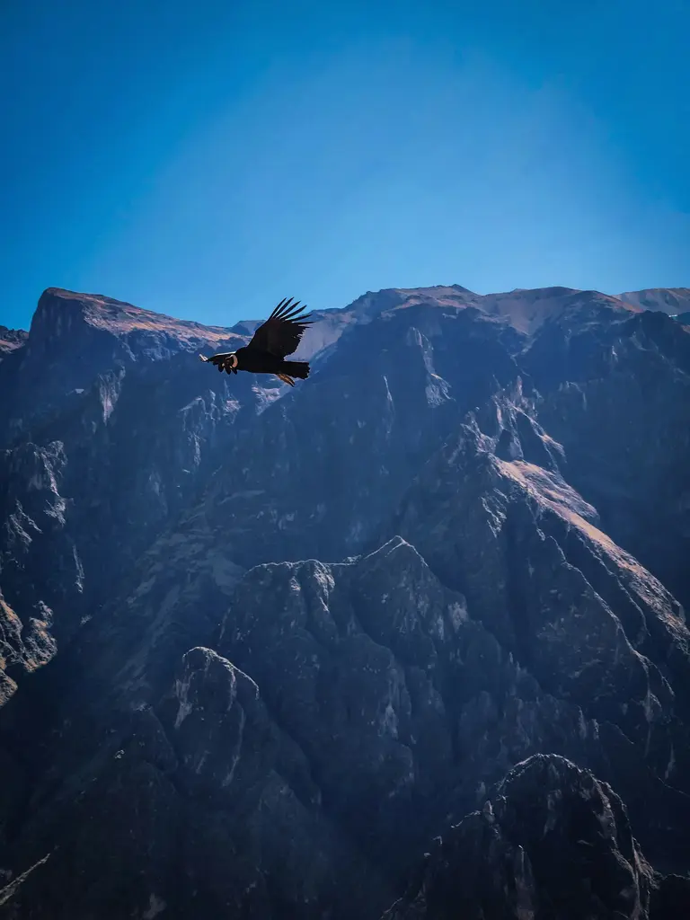 Peru'da Colca Kanyonu üzerinde kanatlarını açmış süzülen bir And kondoru; arkada güneş ve gölgeyle çizilmiş keskin, sarp kaya duvarları.