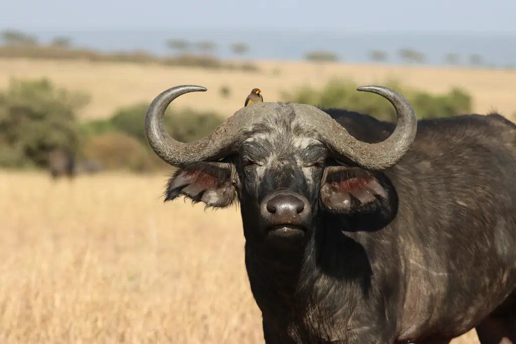 Savanada Afrika bufalosu; iri gövdeli, kalın kavisli boynuzlu kara bufalo otların arasında dururken.