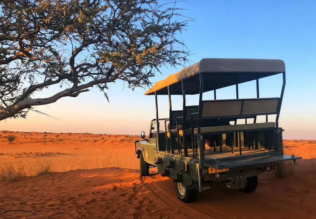 Kalahari Çölü'nde kızıl kumların üzerinde bir akasya ağacının altında bekleyen üstü açık safari aracı; gün batımının sıcak ışığında.