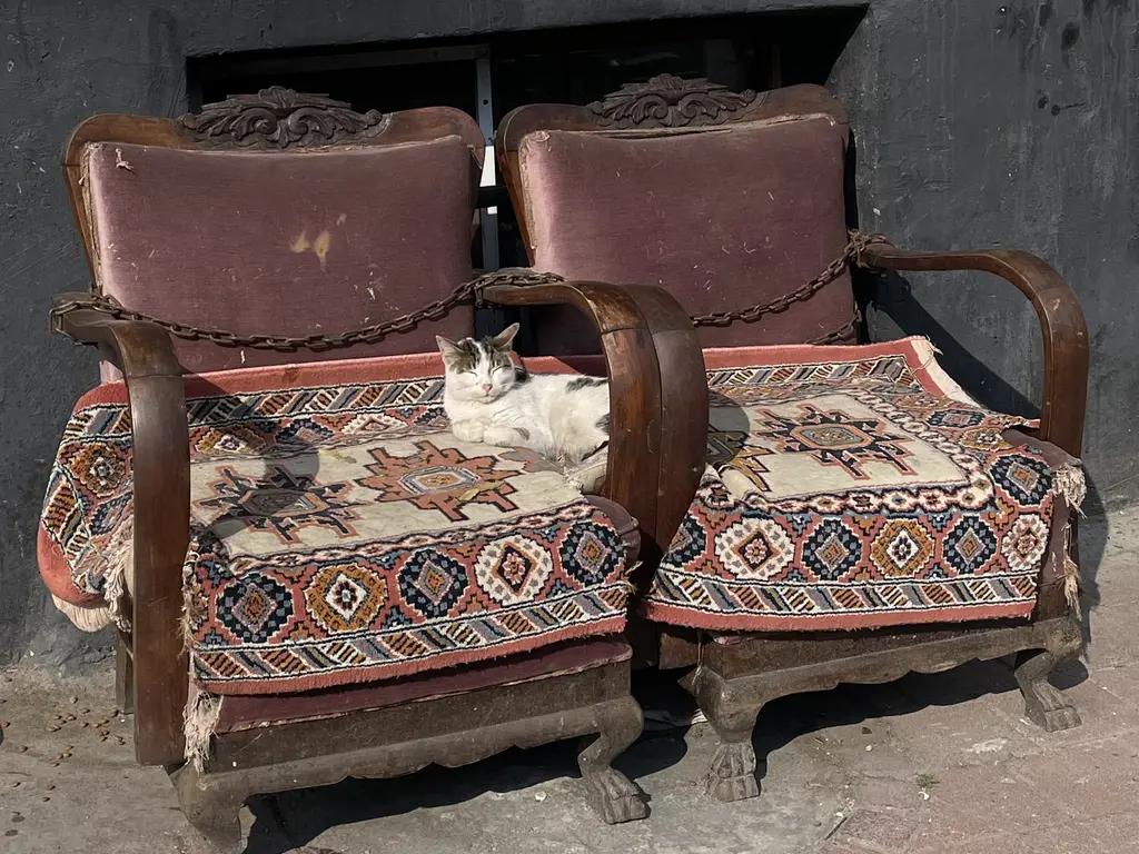 Balat'ta sokakta eski koltuklarda uyuyan kedi; kilim örtülü iki ahşap koltuk ve arkada koyu duvar.