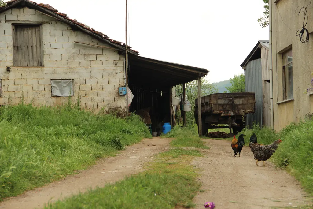 Polonezköy'de bir çiftlik evi; briket duvarlı yapı, saçak altında römork, toprak yolda dolaşan tavuklar ve uzun otlar.