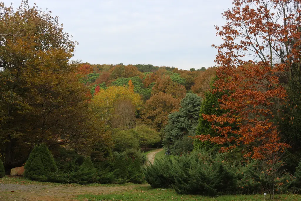 Atatürk Arboretumu'nda sonbahar manzarası; kızıl ve turuncu ağaçlar, budanmış çalılar ve geniş çimenlik.