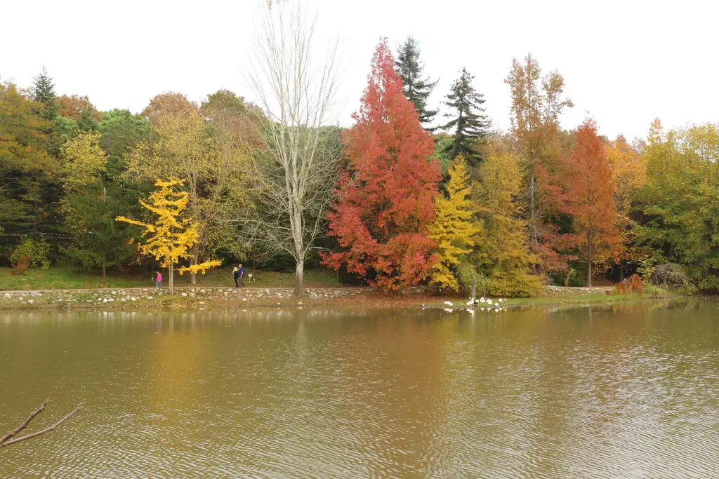 Atatürk Arboretumu'nda sonbahar; gölet kıyısında kızıl, sarı ve yeşil ağaçlar, arkada ormanlık tepe.