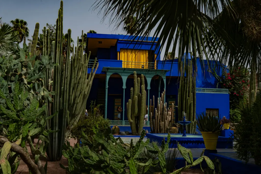Marakeş'te Majorelle Bahçesi; canlı mavi (Majorelle mavisi) villa, sarı saksılar ve kaktüs-palmiye dolu bahçe.