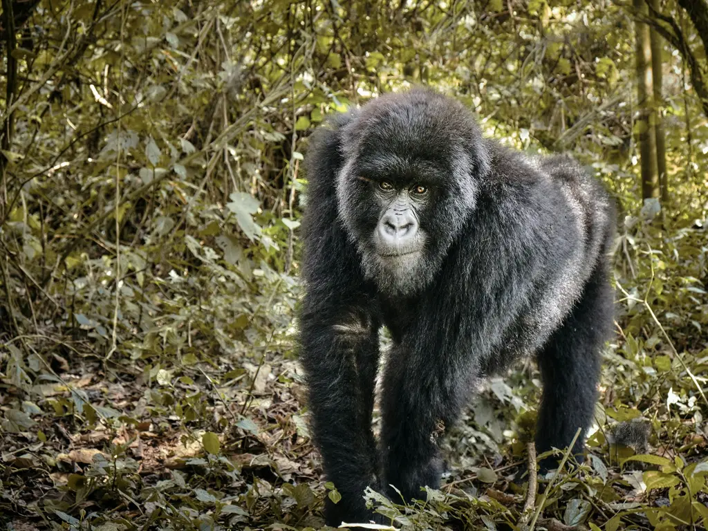Virunga'nın sık ormanında fotoğrafa doğru yürüyen bir dağ gorili; koyu tüyleri, gümüşi sırtı ve iri gövdesiyle yapraklar arasında.