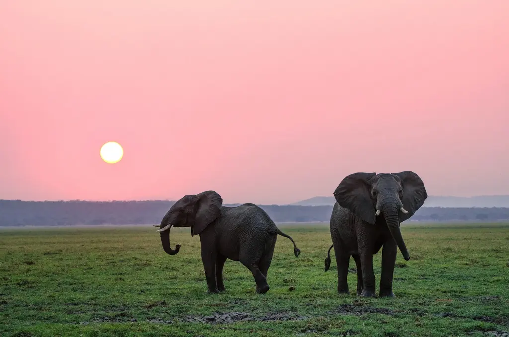 Amboseli'de alacakaranlıkta yeşil ovada duran iki Afrika fili; pembe gökyüzünde alçalan güneş ve arkada puslu tepeler.
