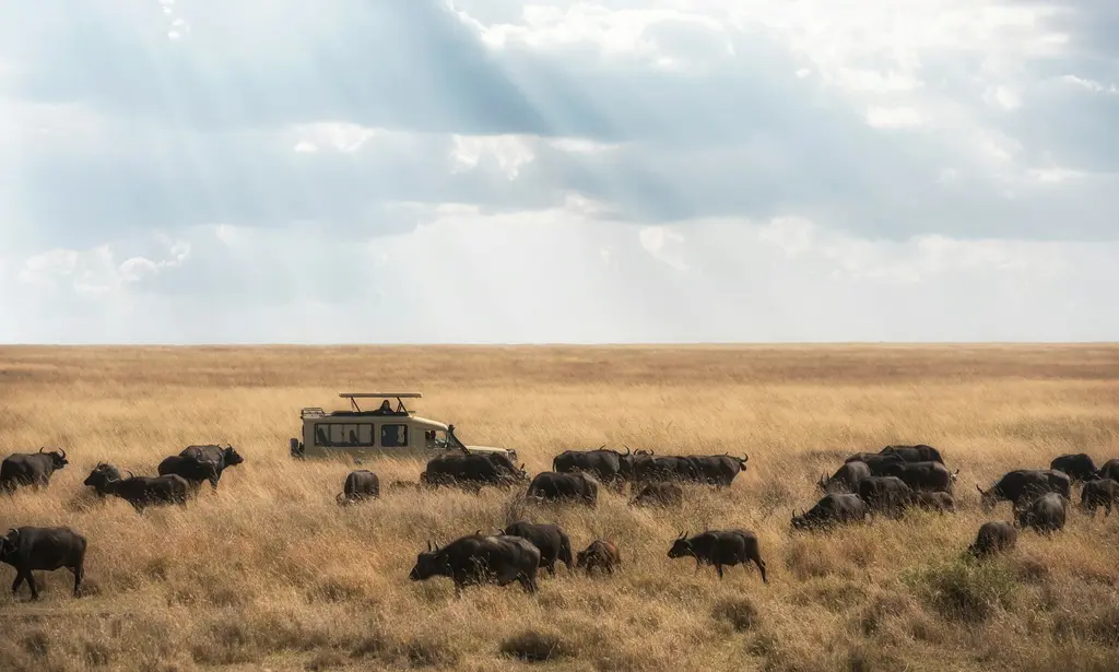 Altın rengi savanda otlayan kalabalık Afrika mandası sürüsü; sürünün ortasında bekleyen açık tavanlı bir safari aracı ve bulutlardan süzülen ışık huzmeleri.