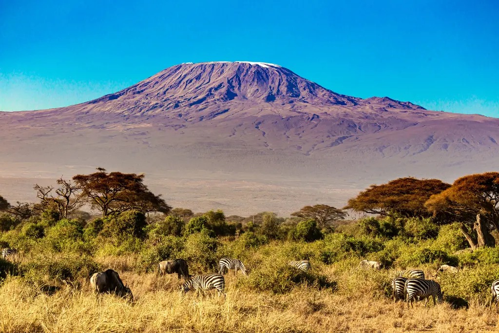 Tanzanya'da Kilimanjaro Dağı; karlı düz zirvesi ve önündeki savanada otlayan akasya ağaçları ile ova.