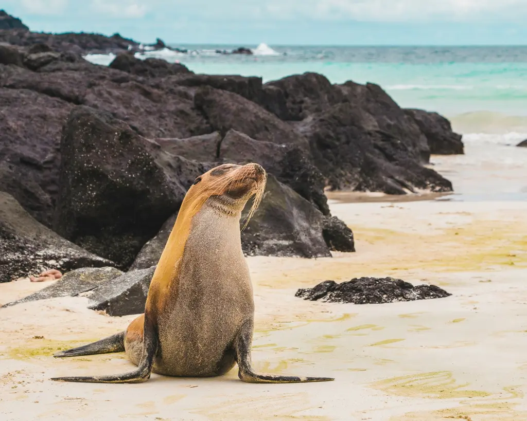 Ekvador'un Galapagos Adaları'nda kumsalda başını kaldırmış dinlenen bir deniz aslanı; ardında volkanik siyah kayalar ve turkuaz okyanus.