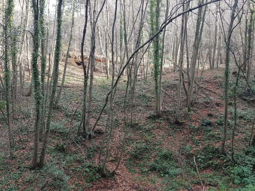 Polonezköy Tabiat Parkı'nda yamaca dizilmiş ince gövdeli ağaçlar, yerde kahverengi yapraklar ve yeşil sarmaşıklar.