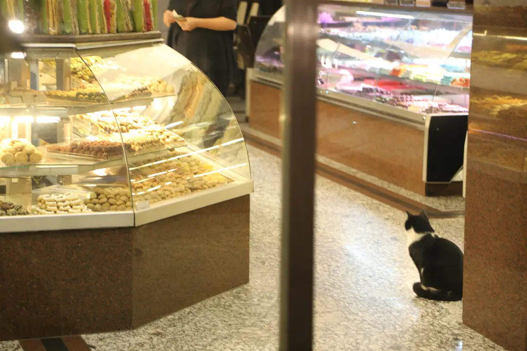 Cihangir'de bir pastanenin içinde siyah beyaz kedi; ışıklı vitrinlerde tatlılar ve parlak taş zemin.