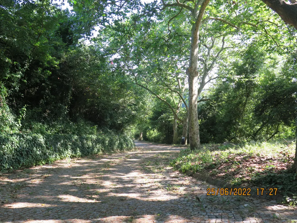 Mihrabat Tabiat Parkı'nda geniş çınar ve ıhlamurların gölgelediği yol, zeminde gölge ve ışık lekeleri, sağda yeşil çalılar.