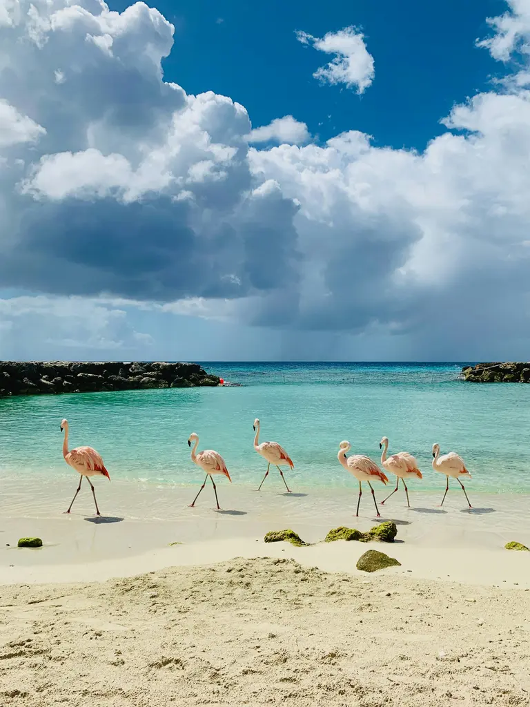 Bir Karayip plajında (Aruba) sığ suyun kıyısında tek sıra yürüyen pembe flamingolar; turkuaz koy ve arkada yağmur bulutlarıyla mavi gökyüzü.
