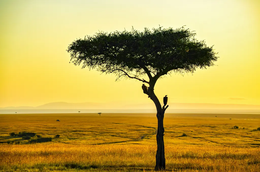 Masai Mara'da savana ovası; göz alabildiğine uzanan sarı otlaklar ve tek tük akasya ağaçları.