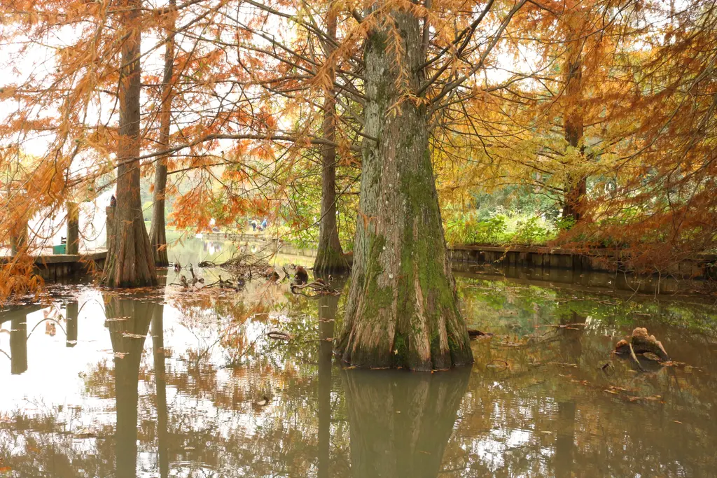 Atatürk Arboretumu'nda bataklık servileri; suyun içinden yükselen gövdeler ve turuncuya dönmüş iğne yapraklar.