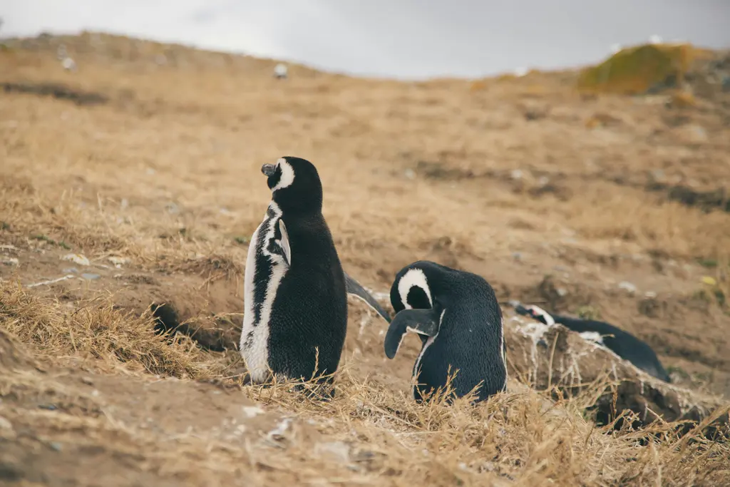 Magdalena Adası'nda Magellan penguenleri; sarı otlu yamaçta duran iki penguen ve arkalarına dağılmış diğer kuşlar.