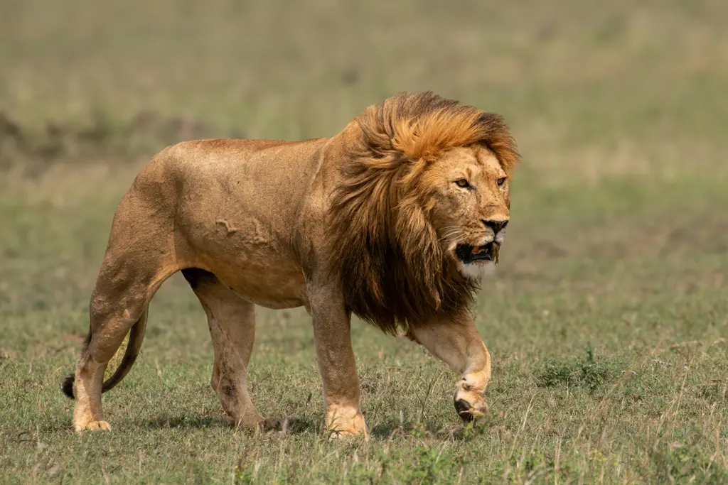 Masai Mara'da bir aslan; otların arasında uzanmış ya da yürüyen yeleli erkek aslan.