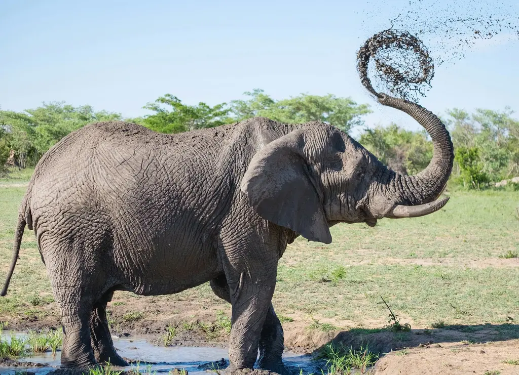 Safari sırasında çamurlu bir su birikintisinde hortumuyla üzerine çamur savuran tek bir Afrika fili; arkada yeşil savan.