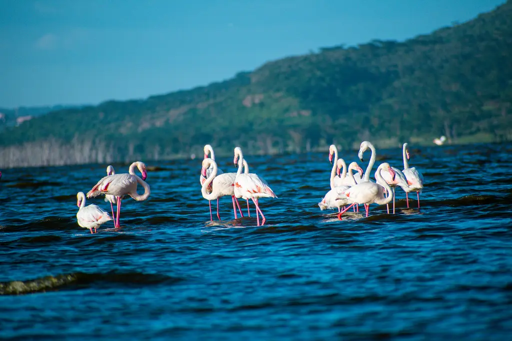 Bir sığ gölün kıyısında flamingo sürüsü; pembe flamingolar suda beslenirken.