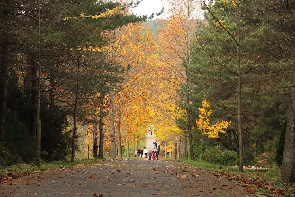 Atatürk Arboretumu'nda sonbahar; çakıl yol, iki yanda iğne yapraklı ağaçlar, sarı yapraklar ve uzakta ziyaretçiler.