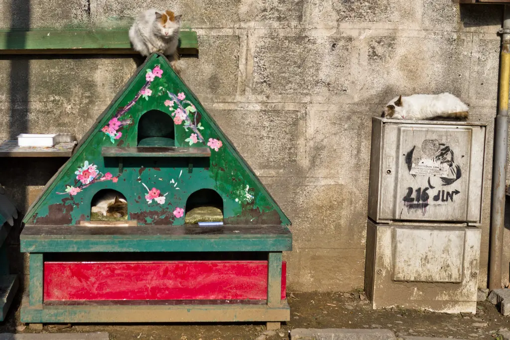 Cihangir'de duvar önüne kurulmuş yeşil kedi kulübesi; çiçek desenli çatı, içinde ve üstünde kediler, yanında grafitili kutu.