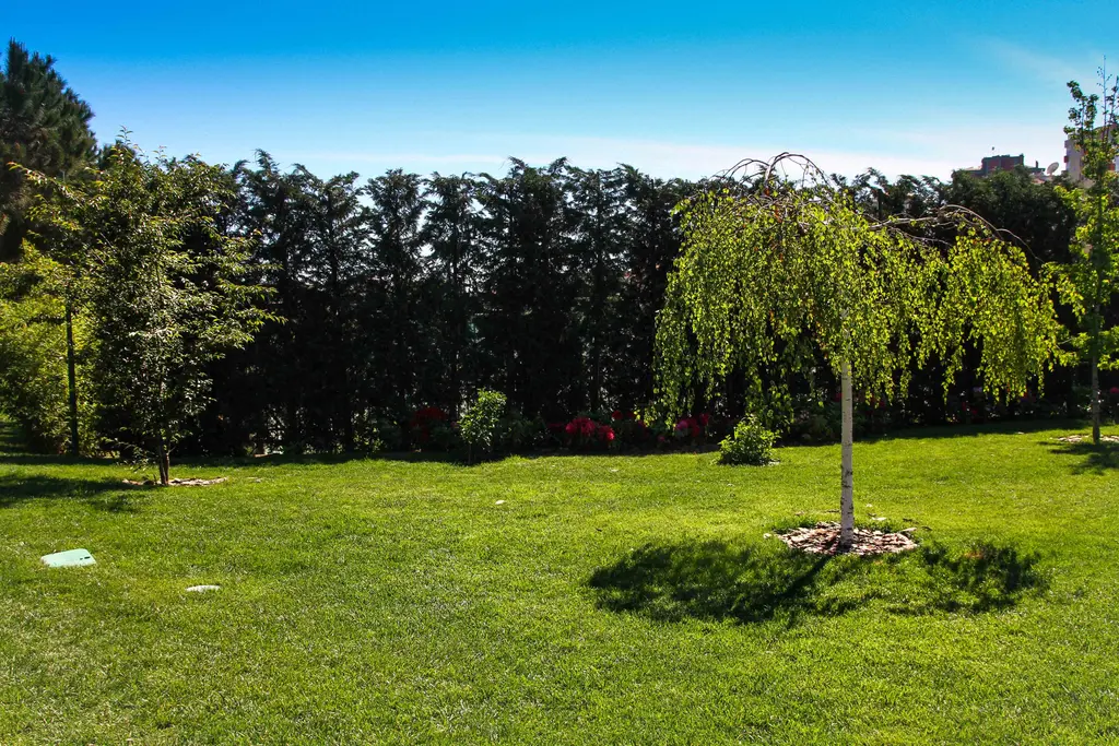 Göztepe Parkı'nda çimenlik; ortada tek başına salkım söğüt, geniş yeşil alan ve arkada sık ağaç sırası.