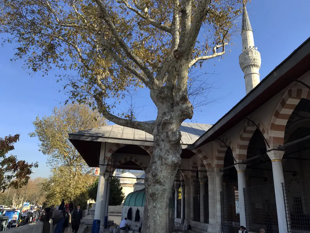 Mihrimah Sultan Camii'nde şadırvan; ahşap çatılı revak, mermer sütunlar ve yanında yükselen ulu bir çınar.