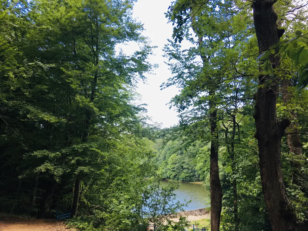 Belgrad Ormanı'nda göl; uzun yapraklı ağaçların arasından görünen sakin su ve çamurlu kıyı.