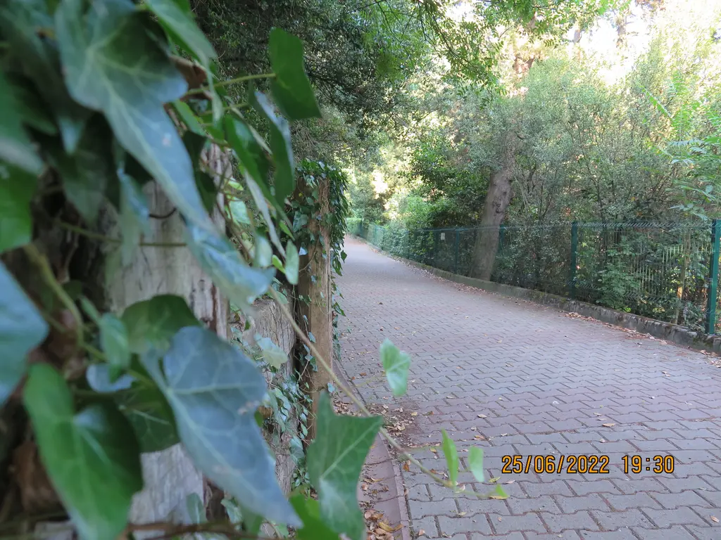 Mihrabat Tabiat Parkı'nda ağaçların arasından geçen kırmızı parke yürüyüş yolu, önde sarmaşık yaprakları ve iki yanda yeşil bitkiler.
