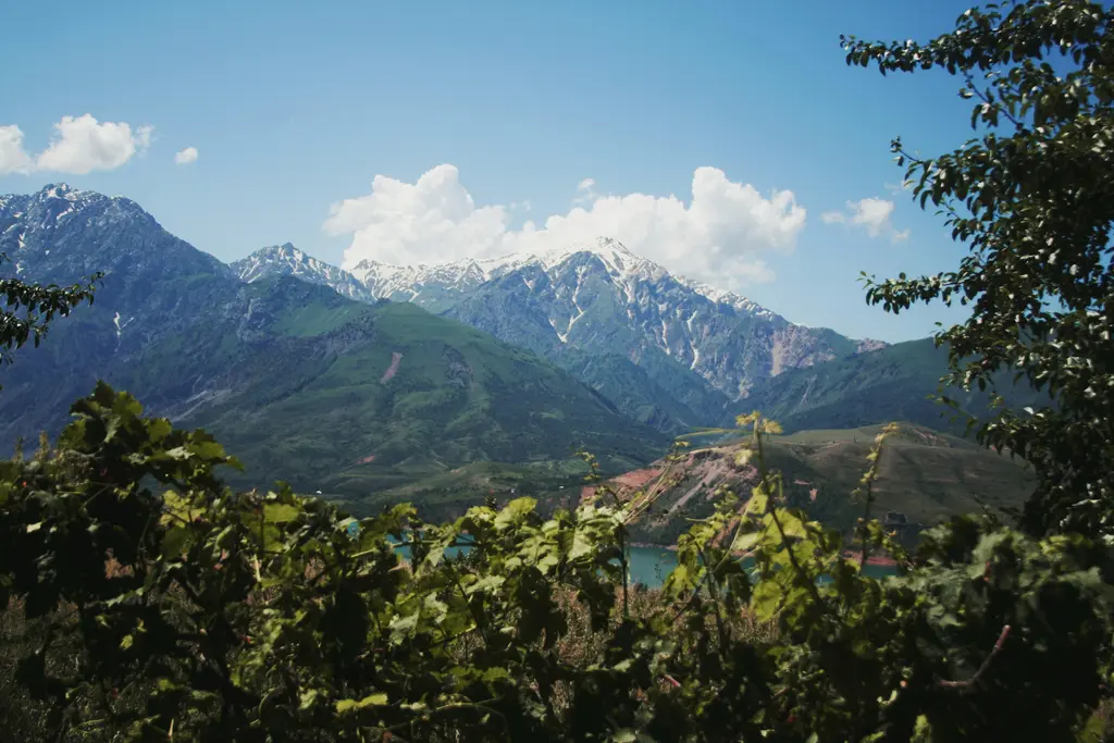 Taşkent yakınında Çimgan dağları; ön planda yeşil yamaçlar ve ağaçlar, arkada karla kaplı Tanrı Dağları zirveleri.