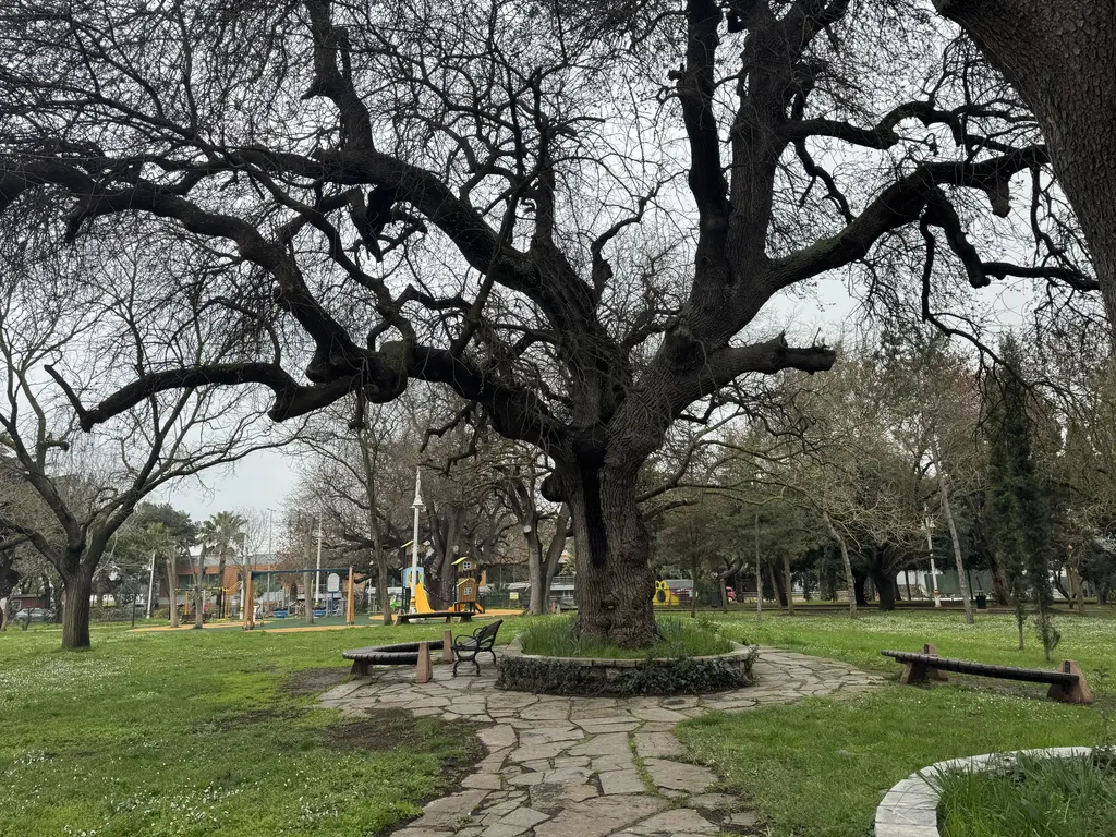 Fenerbahçe Parkı'nda ağaçlar; geniş dallı yaşlı bir ağaç, çimenler, taş yol ve banklar.
