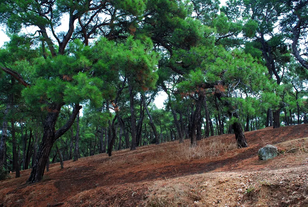 Büyükada'da çam ormanı; seyrek dikilmiş çamlar, kızıl toprak yamaç ve ağaçların arasından süzülen ışık.