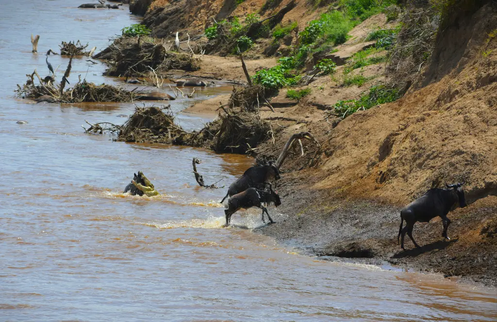 Mara Nehri'nde göç geçişi; bulanık suya atlayan ve karşı kıyıya tırmanan yoğun gnu sürüsü.