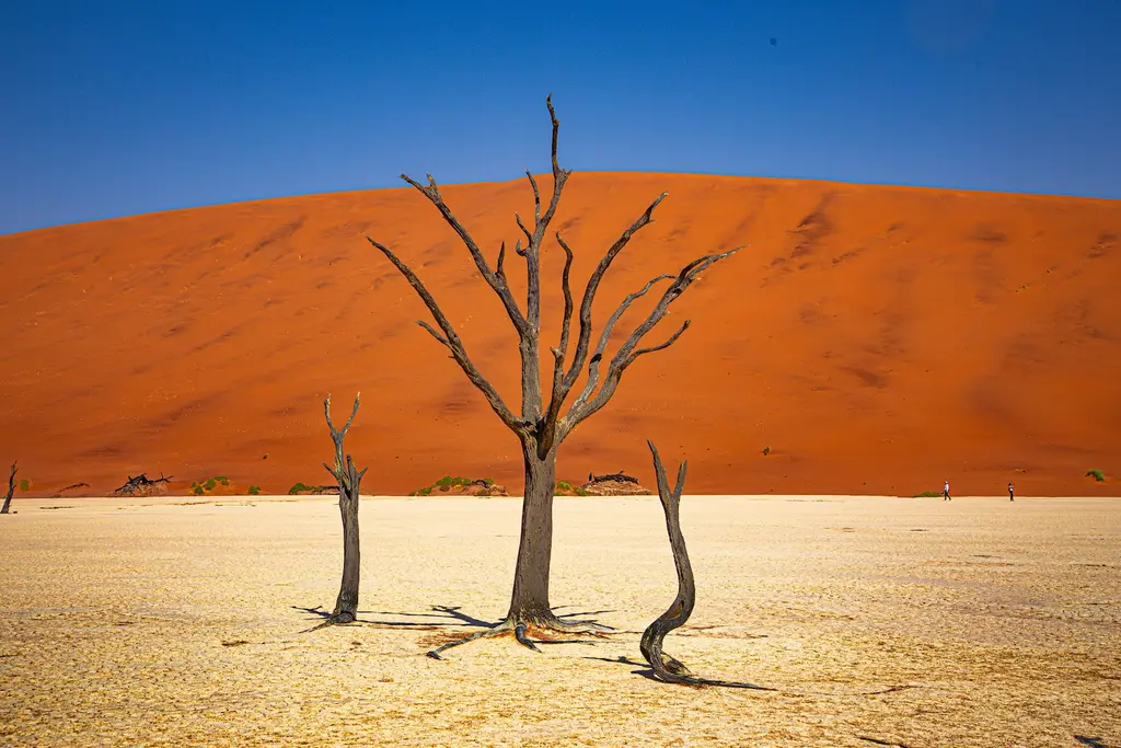 Namibya'da Deadvlei'de beyaz kil tabanı üzerinde kurumuş kara ağaç iskeletleri; arkada devasa kızıl kum tepesi ve koyu mavi gökyüzü.