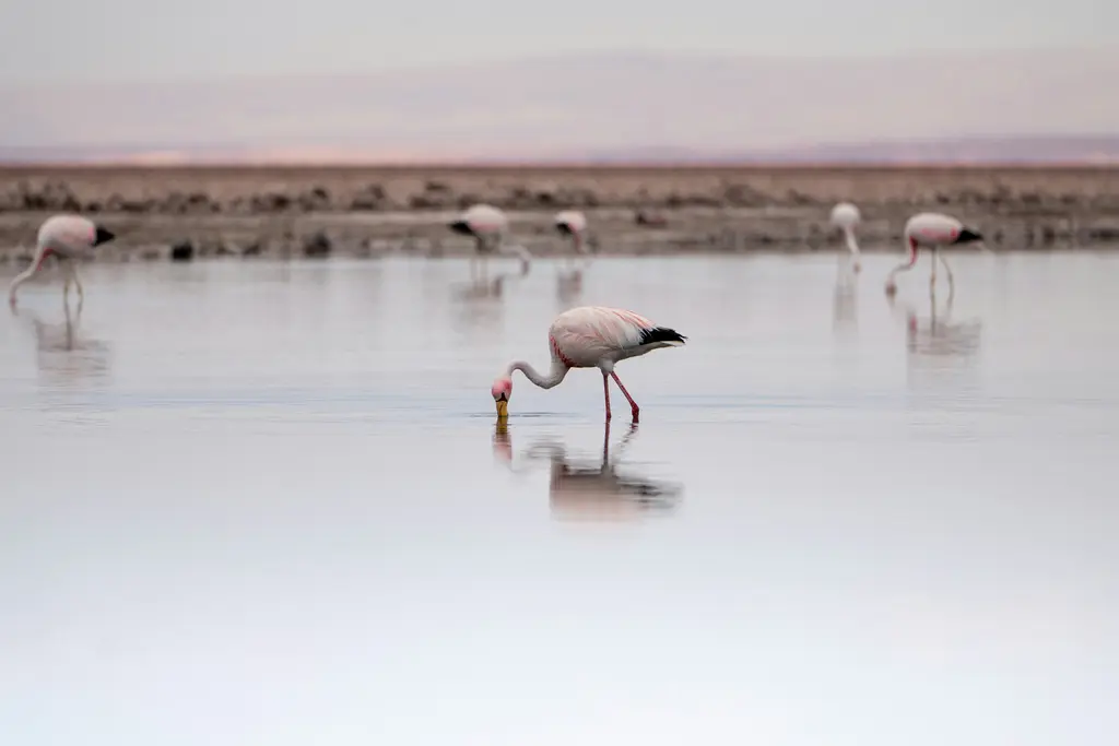 Salar de Atacama'da flamingolar; ayna gibi durgun sığ tuz lagününde beslenen soluk pembe flamingolar ve suya yansıyan pastel gökyüzü.