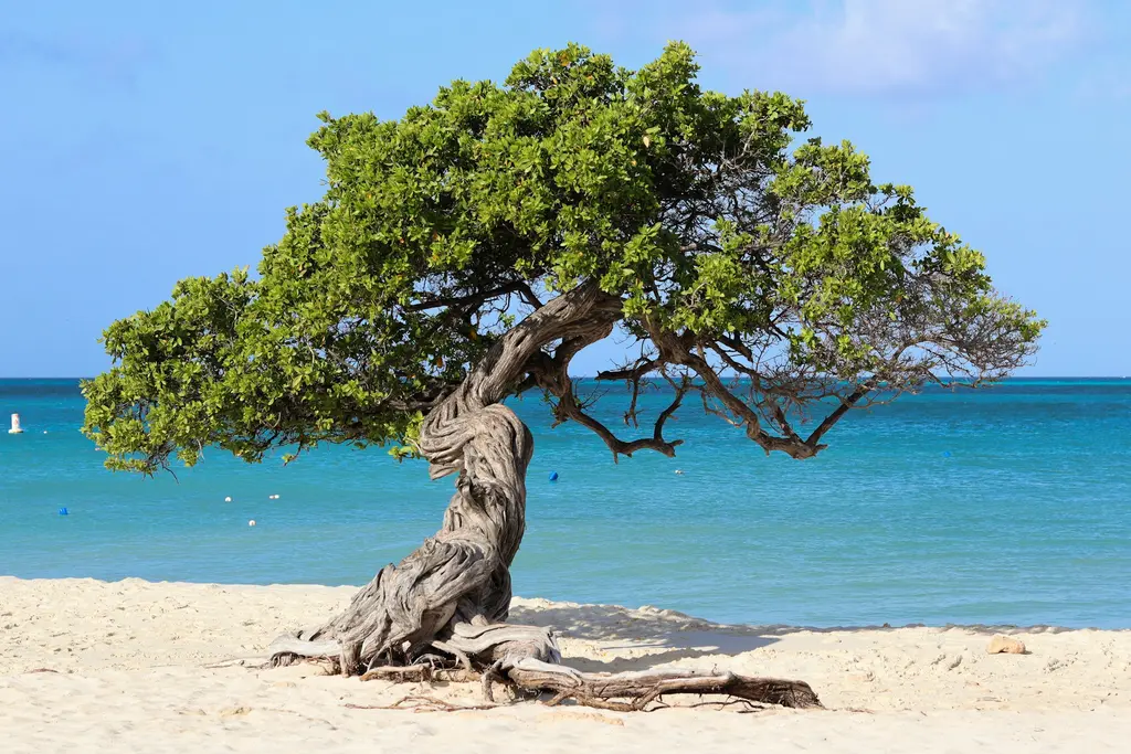 Aruba'da Eagle Beach'te rüzgârla eğilmiş simgesel divi-divi ağacı; beyaz kum ve arkada berrak mavi-turkuaz deniz.